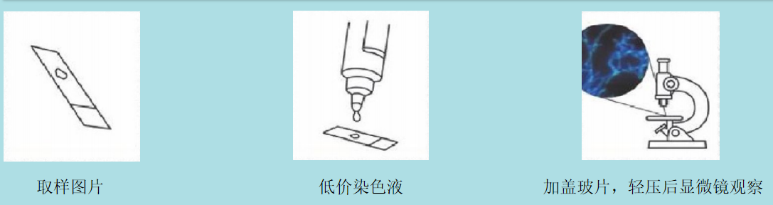 真菌荧光染色液(图1)